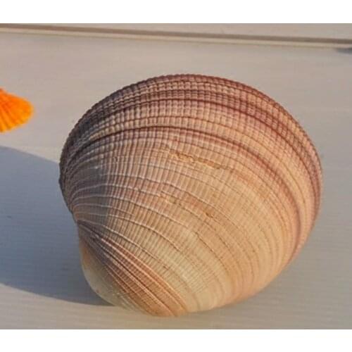 Couples large clam shell 10cm big natural conch pearl shell clam Home Decoration clam shell natural nautical ornaments