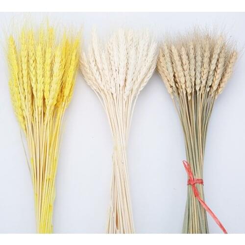 100Pcs/lot Real Wheat Ear Flower Natural Dried Flowers For Wedding Home Party Decoration DIY Craft Scrapbook Decor Wheat Bouquet