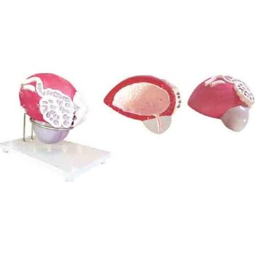 SMD065 pre-bladder L-gland amplification model