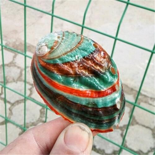 Natural Conch Shell Colorful Abalone Shell Fish Tank Aquarium Landscaping Decoration 6-7 Cm Mediterranean Ornaments Crafts Gift