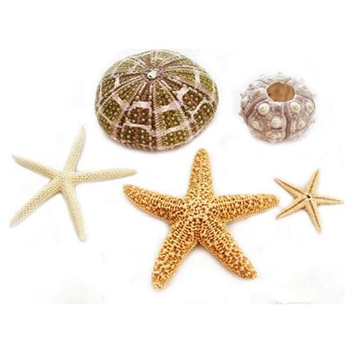 5 Pcs Natural Seashell Conch Starfish Home Decoration Craft Project Wedding Decoration Photography Props