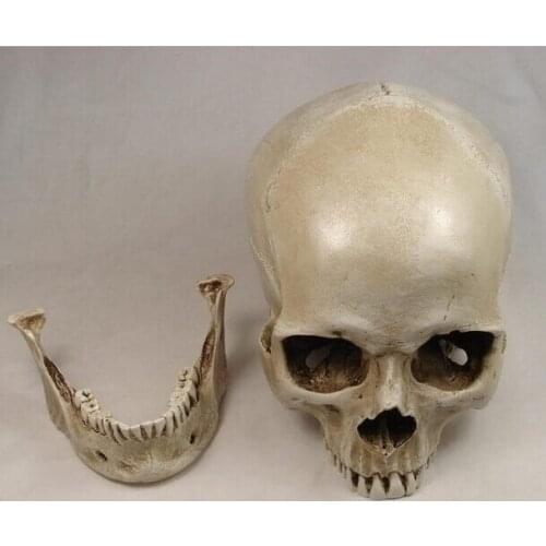 1: 1 human skull model life size resin skull model art class model teaching delicate human skeleton model