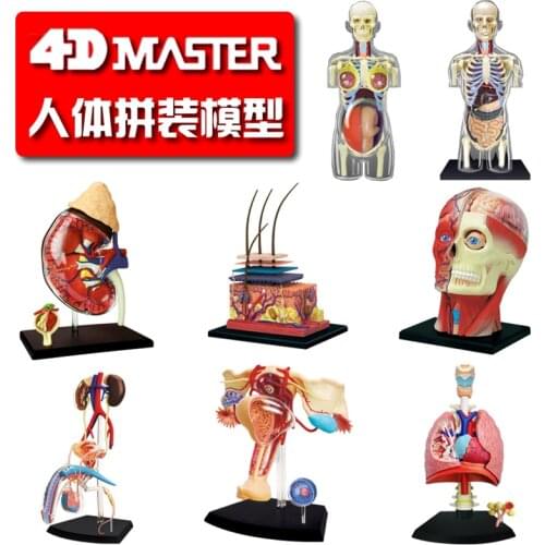 4D MASTER puzzle assembly toy human reproductive viscera kidney skin organ anatomical model medicine