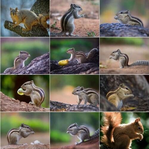 Diy 5D Diamond Embroidery Mosaic Lovely Animal Squirrel Paintings Rhinestone Scenery Picture Wall Art Print for Home Decoration