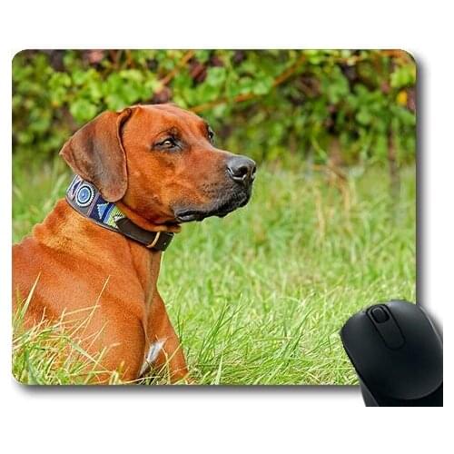 Cute Dogs,Rhodesian Ridgeback Dog Purebred Dog Large Bitch,dogs mouse mat