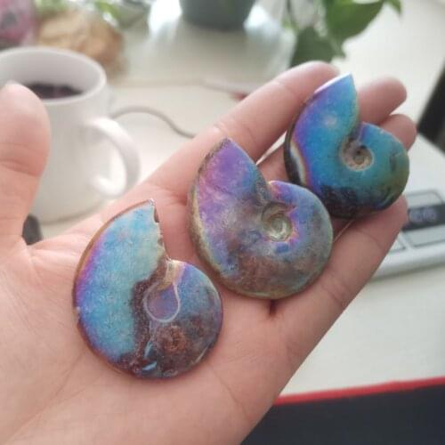 Natural Rainbow Ammonite Fossil Specimen Ammolite Ocean Animal Snail Conch Madagascar Original Specimen Mineral about50mm