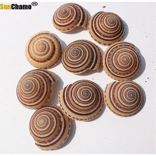Natural Shell Conch Black Line Wheel Snail Straw Hat Snail Decorative Collection Gifts Aquarium Decoration Crafts Fish Tank Gift