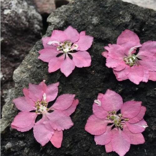 12pcs/lot Natural Decorative Pressed Dried Flower for DIY Candle Making Supplies Wax Tablet Decor Material Handmade