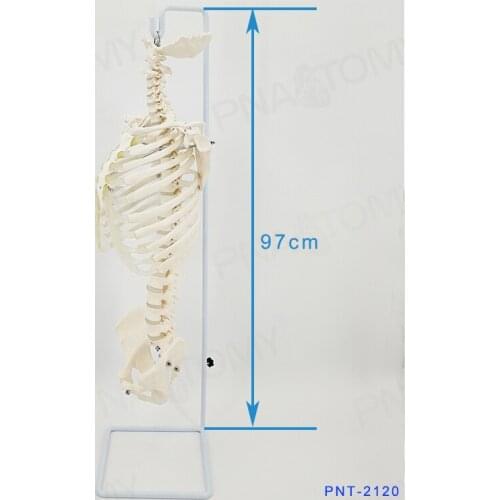 Human spine mode lspine skeleton spine 1:1 cervical vertebra rib pelvis model
