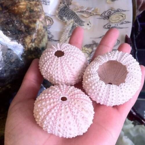 3pcs Naturl 3-5cm white Pink pearl sea urchin decoration natural shell conch coral starfish gift table fish tank decoration