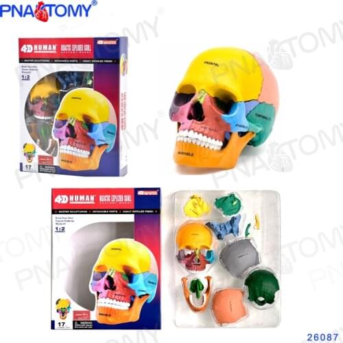 Human Exploded Colored Skull Model 17 Parts Anatomy Model Detachable DIY Toy Educational Equipment With Manual 4D MASTER