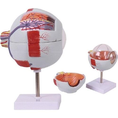 Magnify Human Anatomical Eyeball Anatomy Medical Model High Quality