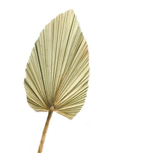 Palm Fan Leaf Dried Flower Palm Leaf Window Reception Decor Party Plant Wedding Wall Hanging Party Art DIY V0L2