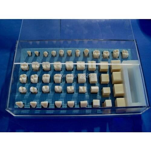 1.5 Times The Carved Teeth Program Model