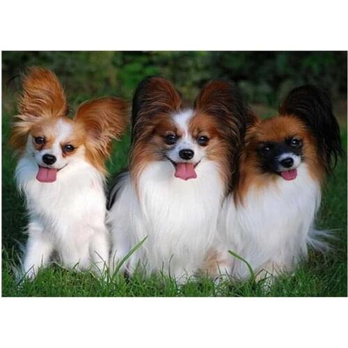 5D DIY square/round Diamond painting Papillon dog Cross Stitch Diamond Embroidery Pattern Rhinestone home decor J1158