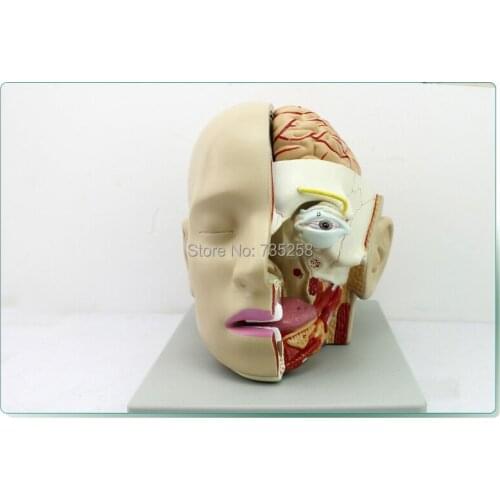 Senior Head Anatomical Model,Head Facial Decomposition Model,Medical Craniocerebral Sagittal Sinus Anatomy Model