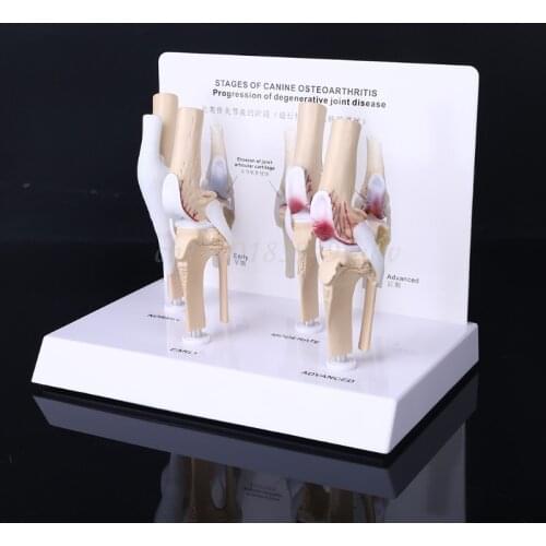 Animal Dog Canine Knee Joint Model Skeleton Veterinary Teaching Research Display Instrument Study Teaching Tool