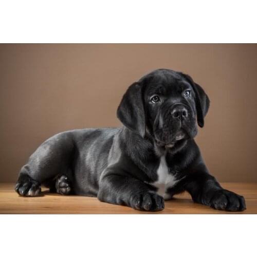 Custom Cane Corso Dog Poster Silk Fabric Wall Art Poster Print Painting Nature Decoration Pictures Modern Home Decor