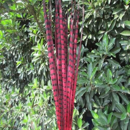 Wholesale 200 pcs beautiful red Pheasant Feather 16-18 inches 40-45 cm free shipping