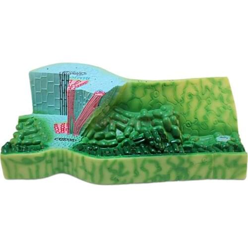 Leaf structure model Leaf anatomical model Junior high school high school plant anatomical model teaching demonstration model