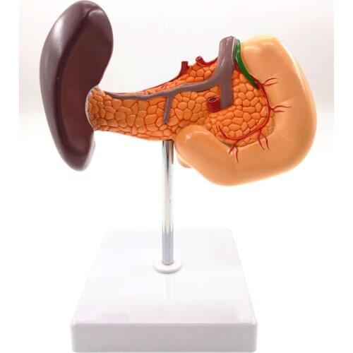 Pancreas Spleen Gallbladder Liver Duodenum Human Body Anatomy Medical Model Life Size 1:1 Teaching Resources