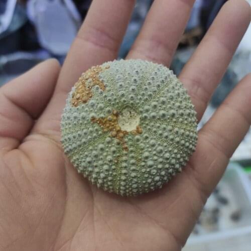 1pcs Natural fossil Mineral sample Sea Urchin Madagascar Mini Stone Cute Pendant Gift Crystals Healing