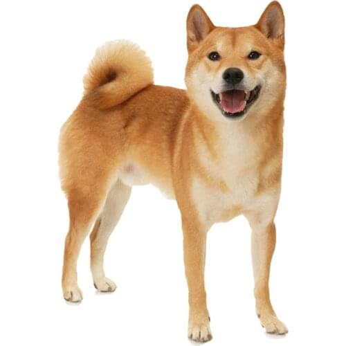 Dawasaru Lovely Akita Dog Car Sticker Waterproof Decal Laptop Suitcase Truck Trunk Motorcycle Auto Accessories PVC,17cm*12cm