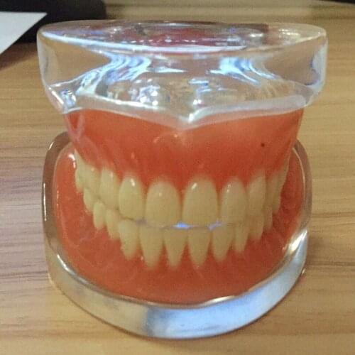 Dental Full Denture Teeth Model