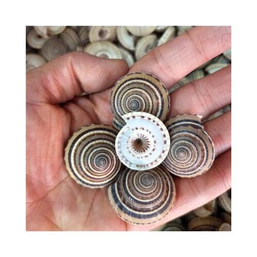 3.5-4CM Conch Shell Black Line Wheel Conch Home Furnishing Aquarium Floor Decoration Wholesale Imported Wheel Shell