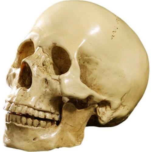 SHGO HOT-Model 1: 1 Resin Human Skull Anatomical Teaching Decoration Yellow