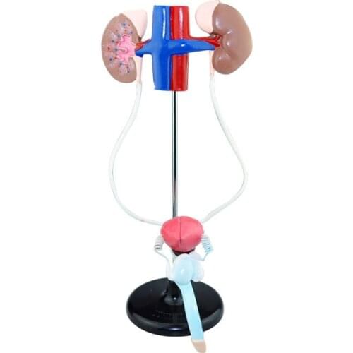Male Genitourinary System Models Human Realistic Organ Medicine Anatomical Basis and Physical Health Teaching Aids