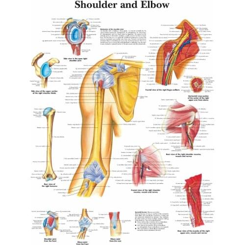 Shoulder And Elbow Picture Art print Silk poster Home Wall Decor