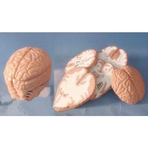 1:1 Human Brain Anatomical Model Horizontal Cutting Anatomy Model of Head and Brain Medical Science Teaching Anatomical Models