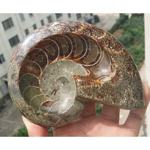 Free Shipping xd j00819 Iridescent Ammonite Shell Fossil Unique Coin Dish Madagascar