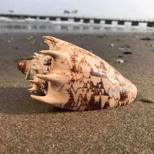 Natural Conch SeaShell 12CM Emperor Snail Fish Tank Aquarium Landscaping Shooting Props Platform Decoration Decoration