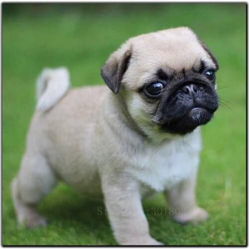 5D Diy Diamond Painting Cross Stitch Pugs On The Grass Needlework 3D Diamond Embroidery Full Square Mosaic Decoration Resin Kits