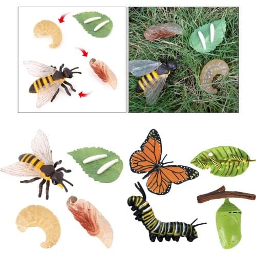 Realistic Nature Butterfly Bee Growth Child Education Learning Teaching Toys