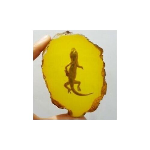 Beautiful Amber Cabrite Fossil Insects Manual Polishing