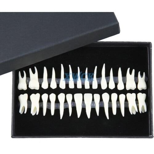 28 full mouth tooth model dental oral monochrome permanent tooth model with root simulated tooth model teaching materials