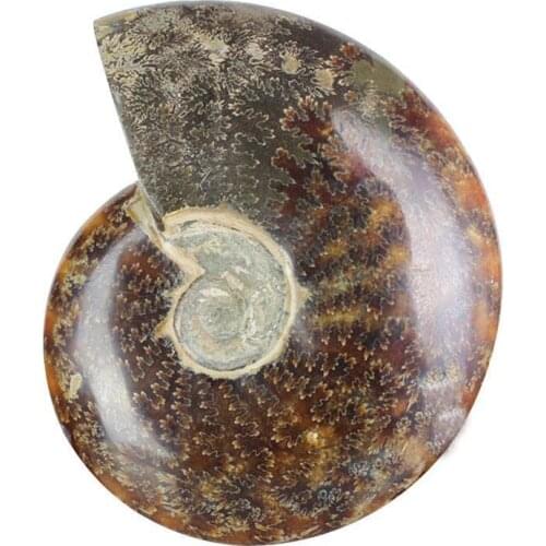 1pcs Natural 25-30mm Iridescent Ammonite Ammolite Facet Specimen Fossil Madagascar Stone Gem Collectibles Significative