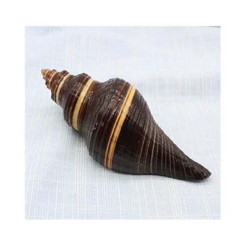 Atlantic black fragrant conch natural conch shell ornaments aquarium bathtub shooting props home Mediterranean shell decoration