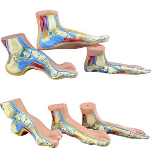 Foot model human foot palm muscle model arch foot model foot anatomy