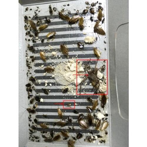 Hot Mr Bug Insect Pest killing bait trap house, for Roach Ant Spider Bed Bug killing bait trap, Safe non-toxic , 10pcs free ship