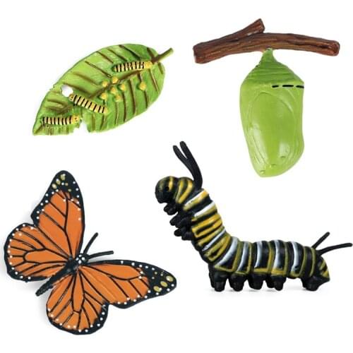 FBIL-Simulation Life Cycle Figurine of a Monarch Butterfly Growth Cycle Insect Animals Educational Biology Science Toy