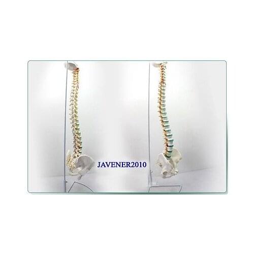 NEW1:1 Life Size Human Anatomical Anatomy Spine Medical Model +Stand Health Care