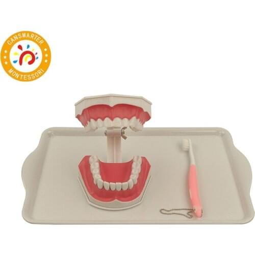 Montessori Material Kids Toy Toothbrush work High Quality Daily Life Baby Toy Teaching Aids