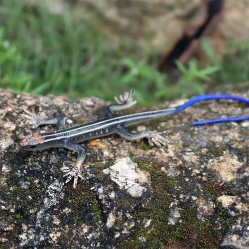 D7WF Plastic Reptile with Fine Quality Toy for Kids/Adults Relieve Stress Supplies Plastic Funny Toy Party Favor