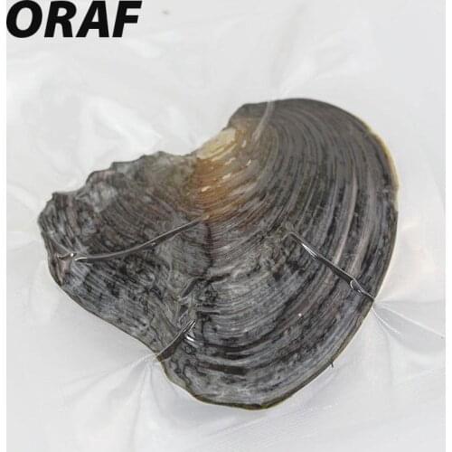 ORAF Decorative Seashells
