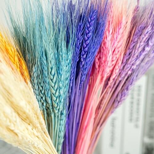 50Pcs Real Wheat Ear Flower Natural Dried Flowers For Wedding Party Decoration DIY Home Table Decor Wheat Bouquet