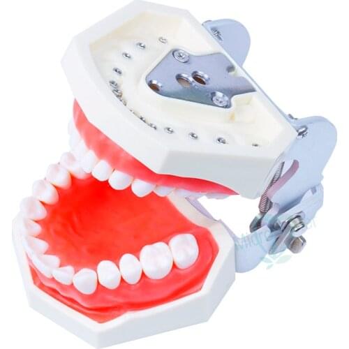 Dental Teaching Model Standard Model Removable Teeth Soft Gum Model New